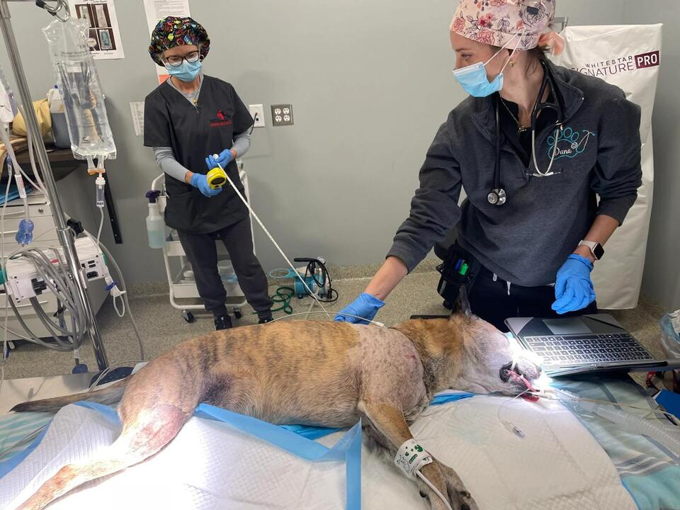 Allentown vet becomes 100th site to offer new arthritis treatment for ...