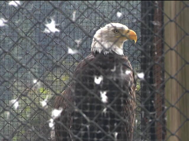 Radnor Lake State Park to welcome bald eagle rescued from euthanasia