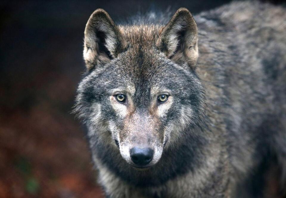WDFW Removes Second Wolf From Couse Pack After Continued Cattle Attacks ...