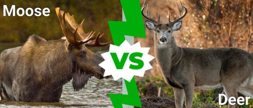 Moose Vs Deer: What Are the Differences? - NewsBreak