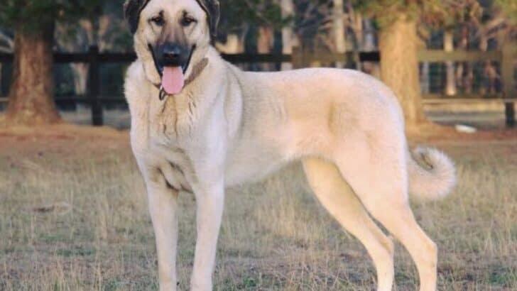 The Most Fearless Dog Breeds That Ranchers in Montana Rely On