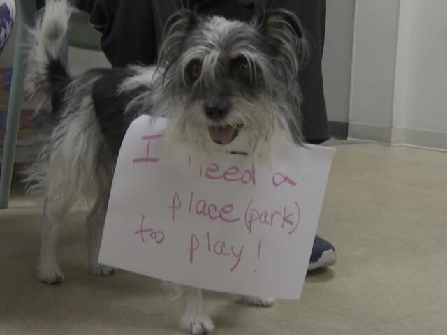 Western Palm Beach County dog park gets construction timeline