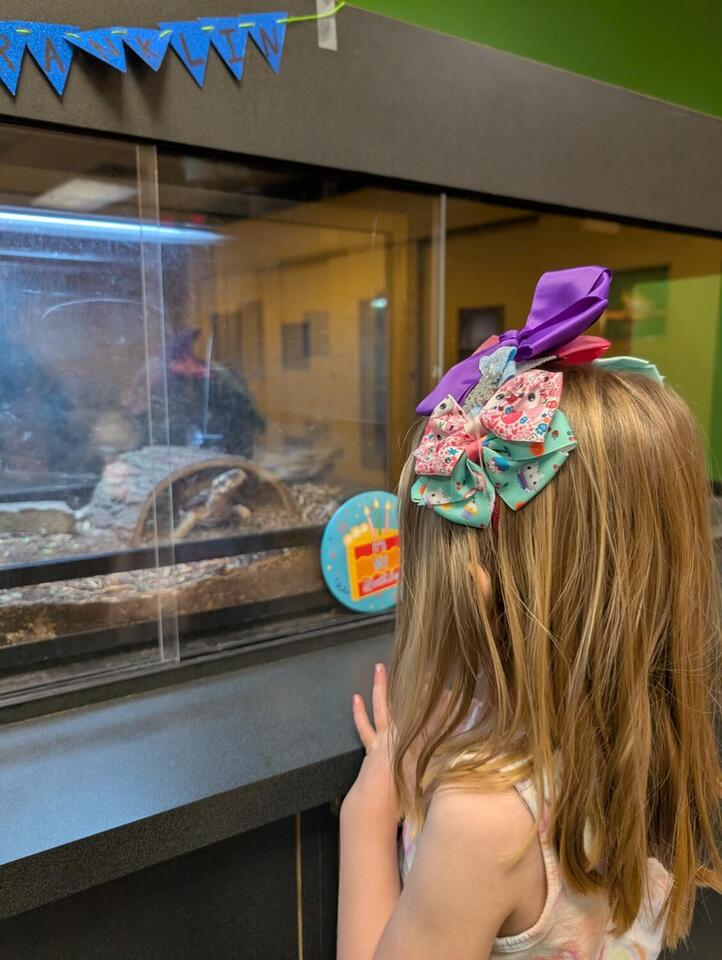 Franklin the Eastern box turtle turns 50 at Long Island Children's Museum