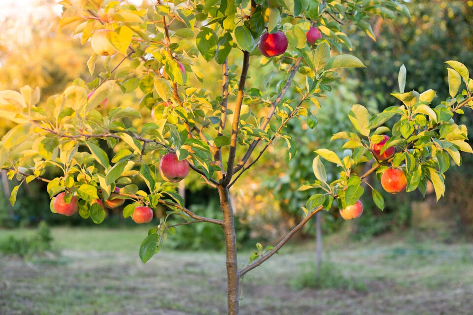Why Now Is The Best Time To Plant Fruit Trees In Virginia - NewsBreak