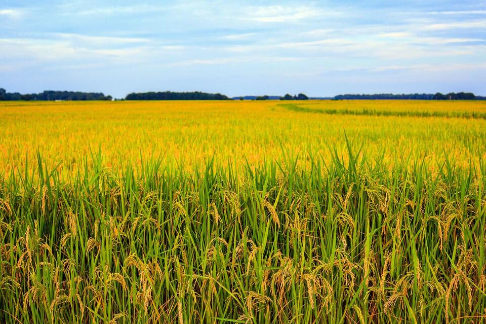 USA Rice Honors Trade Policy Staff - NewsBreak