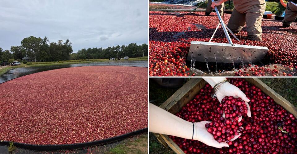 Wade Into October’s Cranberry Harvest At These Brilliant Red ...
