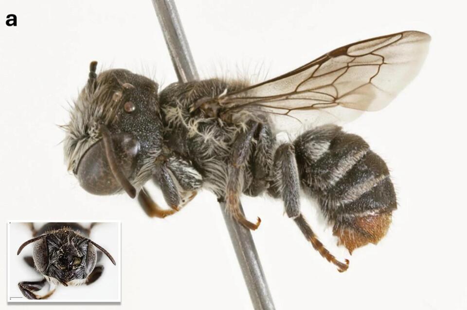 Here’s where scientists discovered the horned ‘Lucifer’ bee - NewsBreak