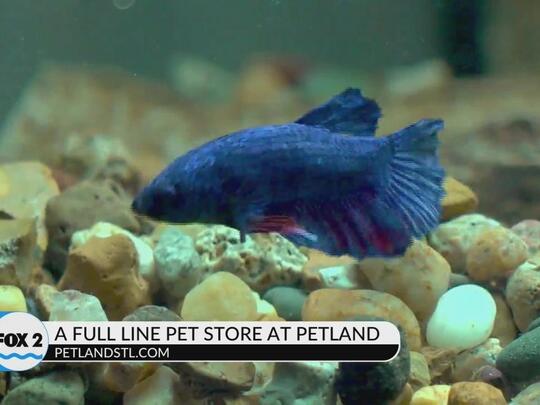 Petland | NewsBreak