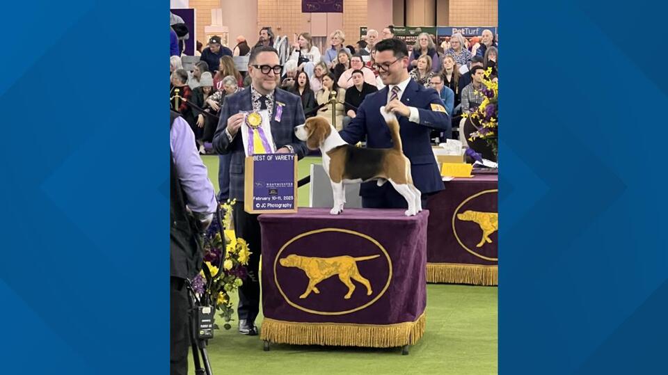 Beagle from Lexington wins 'Best of Breed' at Westminster Dog Show ...