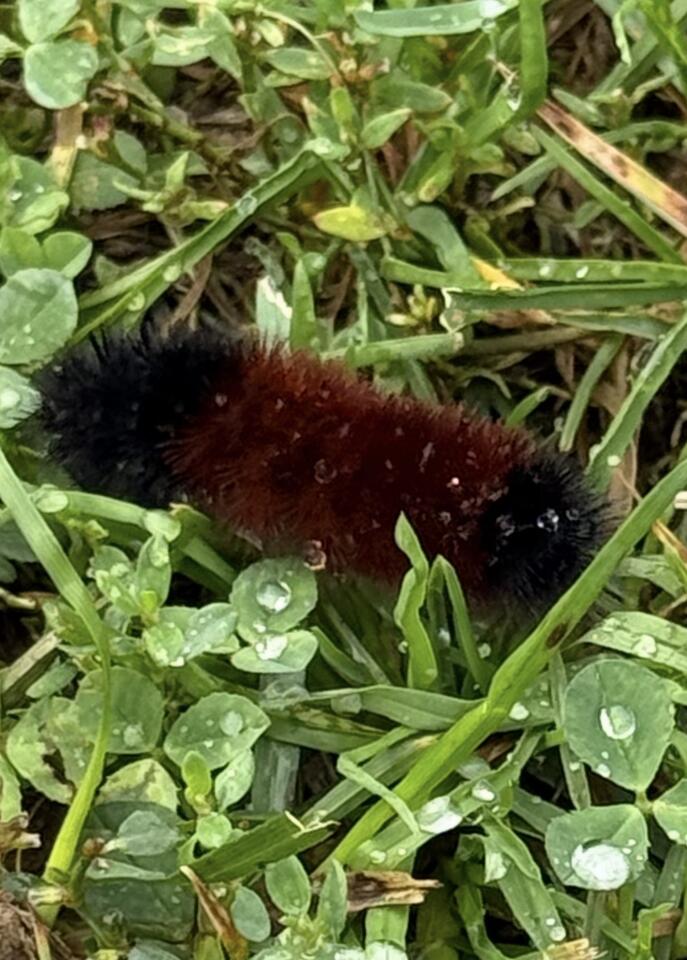 The Woolly Worm’s Winter Forecast: Folklore, Science, or both? - NewsBreak