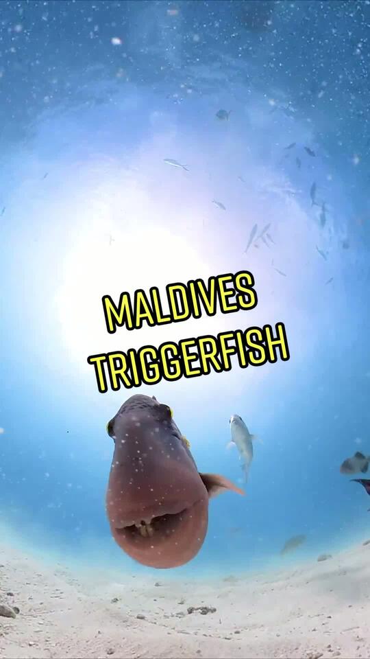 _Got_games_on_your_phone______sideytheshark_s_footage_of_this_curious ...