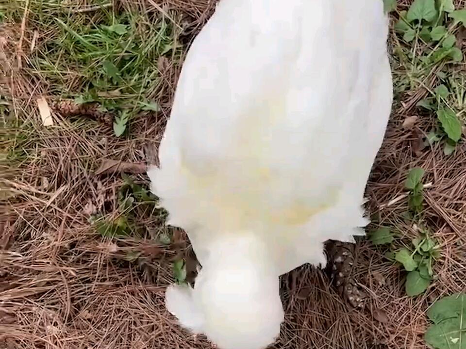 Pet Duck Wants to Eat Shoelaces shorts