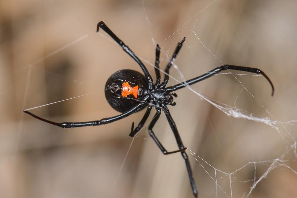 20 Dangerous Bugs in Colorado (With Pictures and Identification ...