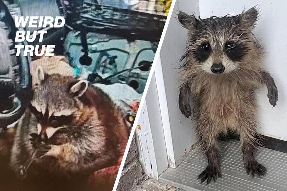 Baby raccoon standing on its hind legs looks like a human kid | Weird ...
