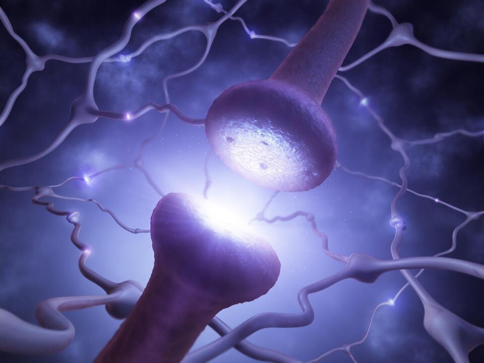 Scientists Debunk 100-Year-Old Belief About Brain Cells, Rewriting ...