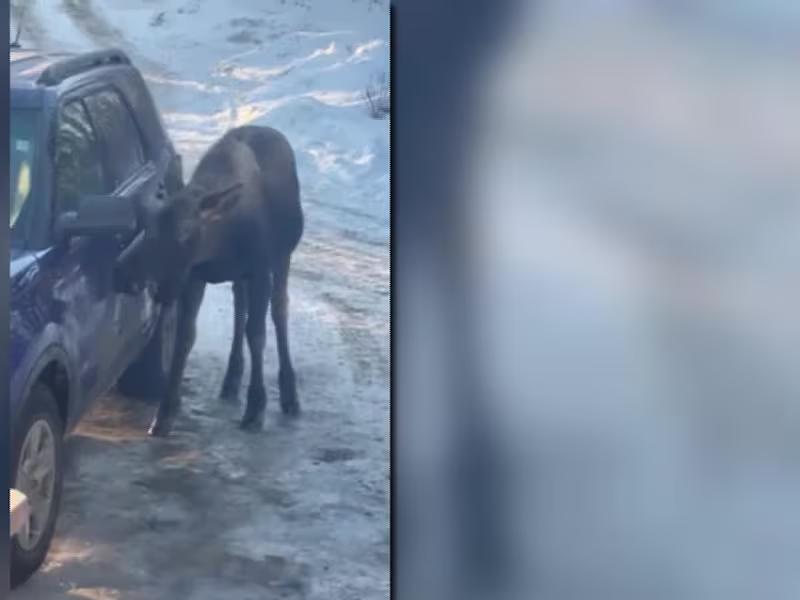 Moose gives free car wash in Wasilla