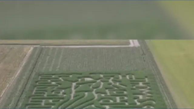 Big Dumper Corn Maze - NewsBreak