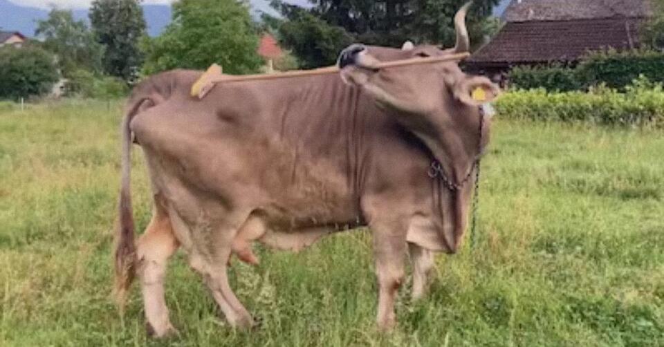 Meet Veronika, the Incredible Cow That Can Use Tools - NewsBreak
