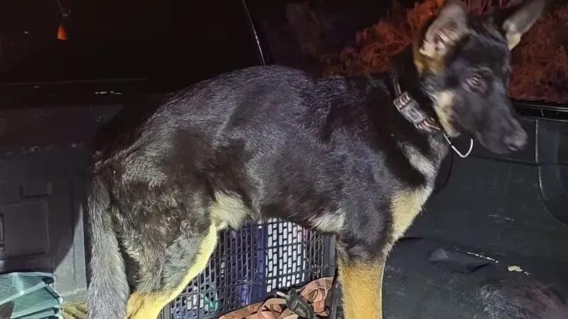 El Paso sheriff's deputies arrest driver after puppy falls from pickup ...