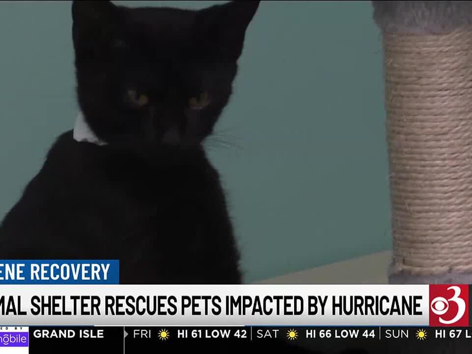 Rutland animal shelter among those taking animals impacted by Helene