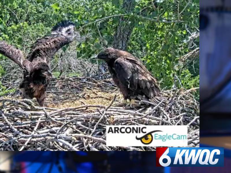 Arconic Eagle Cam’s eaglet Clark passes away, officials say