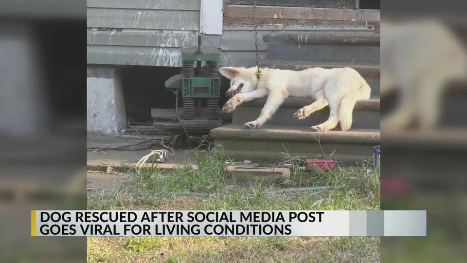 Dog rescued from porch in Louisiana after weeks of neglect - NewsBreak