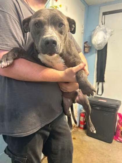🐶 Playful & Loving Dogs Ready for Adoption in Bartlesville - NewsBreak