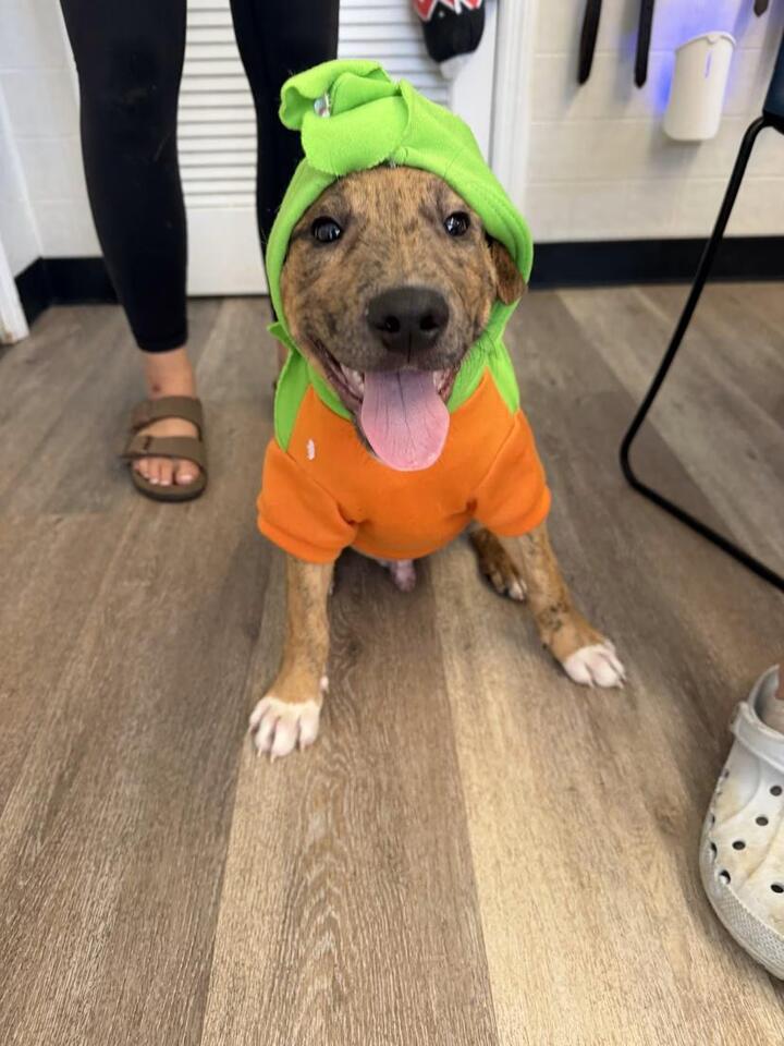 🐶 Boxer & Lab Pups Ready for Adoption in Cynthiana, KY - NewsBreak
