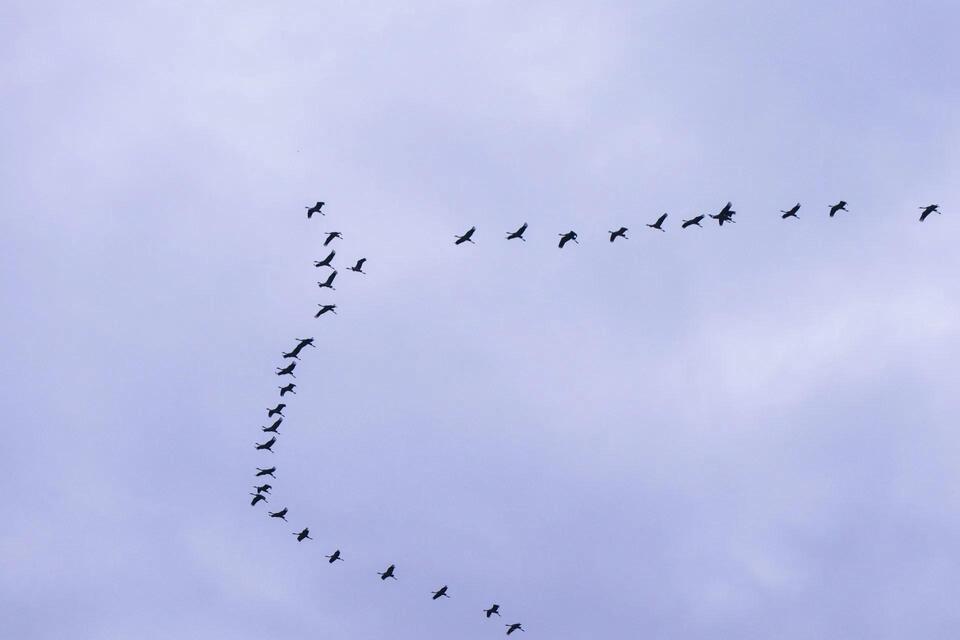 Migratory Bird Hunting Laws in Florida: Season Dates, Permits, and ...