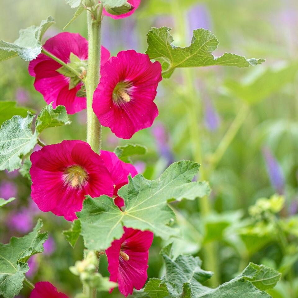 I Grow This Pretty Flower For My Borders – But It's Also My Secret To Brighter Blond Hair