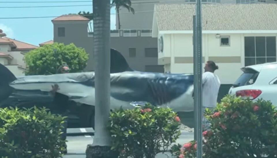 Guys Being Dudes: Two Florida Men Dumpster Dive For Giant Shark That ...