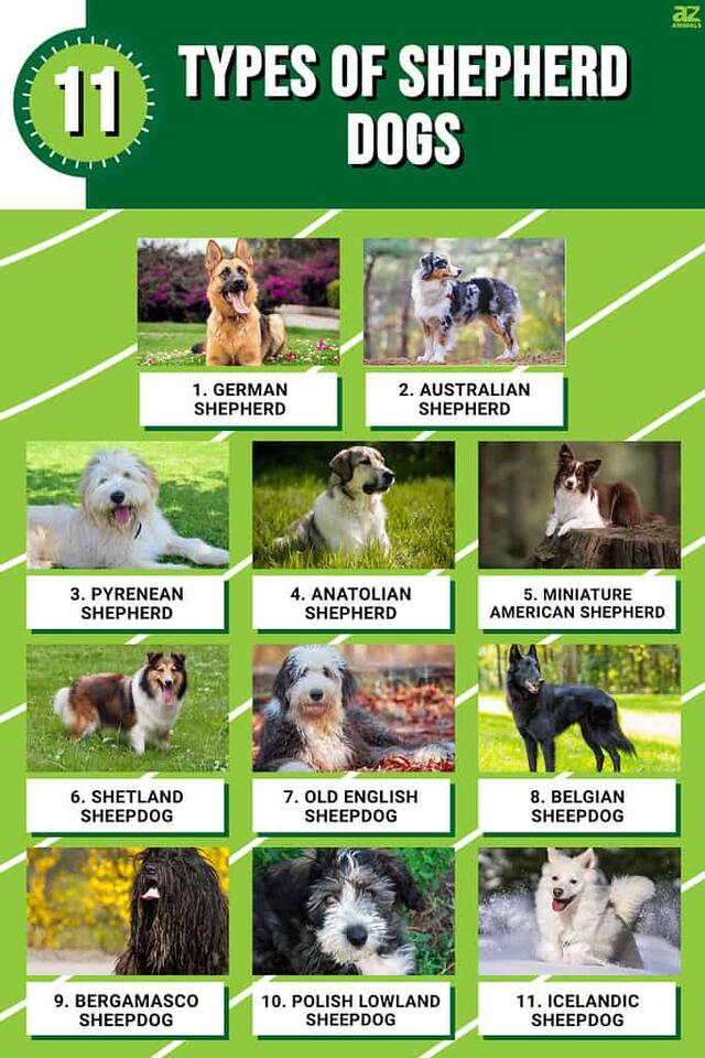11 Types of Shepherd Dogs - NewsBreak