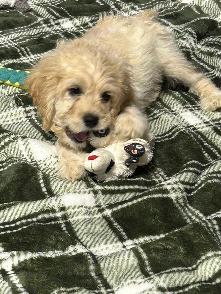 🐶 Playful Cockapoos & a Gentle Poodle Looking for Homes in Antwerp ...