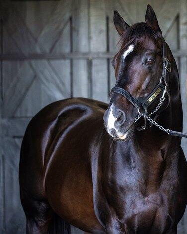 Violence Retired as a Commercial Stallion