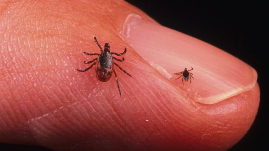 What's New in Lyme Disease