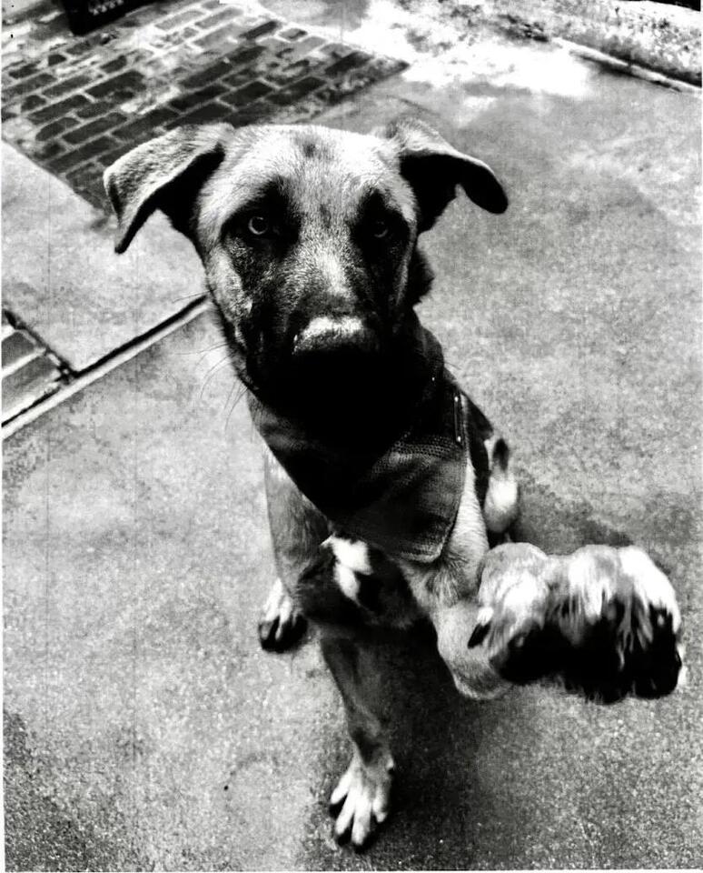 ‘Intentional, despicable’: Rocket Dog Rescue sues Shannon Miranda ...