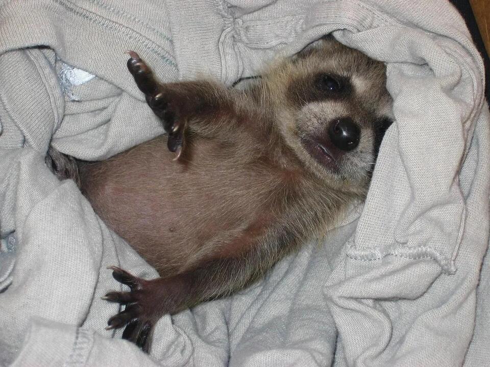 Is It Legal to Own a Raccoon in Nebraska? Laws, Risks & Alternatives ...