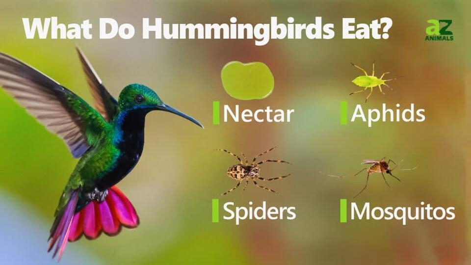 Hummingbird Poop: Everything You’ve Ever Wanted To Know - NewsBreak