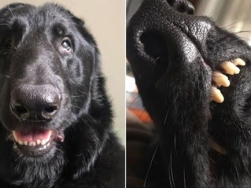Blind Rescue Dog Beats The Odds And Keeps Surprising His New Owners
