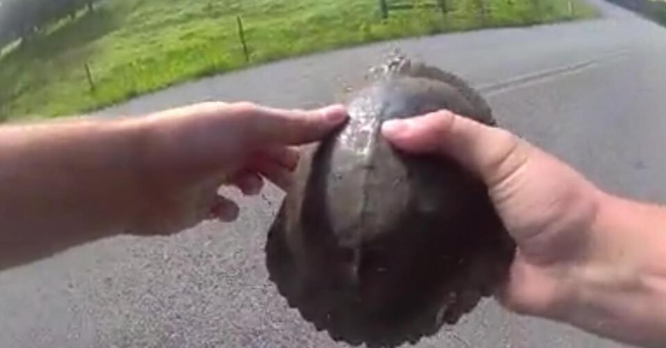 Video: Animal calls keep Tennessee deputies busy