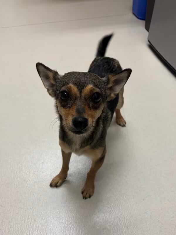🐶 Playful Pups & Sweet Small Dogs Ready for Adoption in San Luis Obispo ...