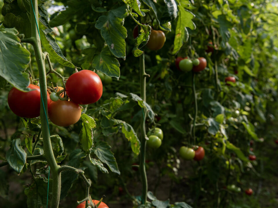 How to Use Epsom Salt for Plants—And Why Gardeners Swear By It