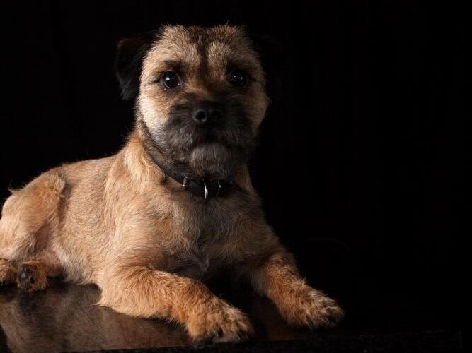 What to Do If Your Dog Has a Seizure A StepbyStep Guide for Pet Owners