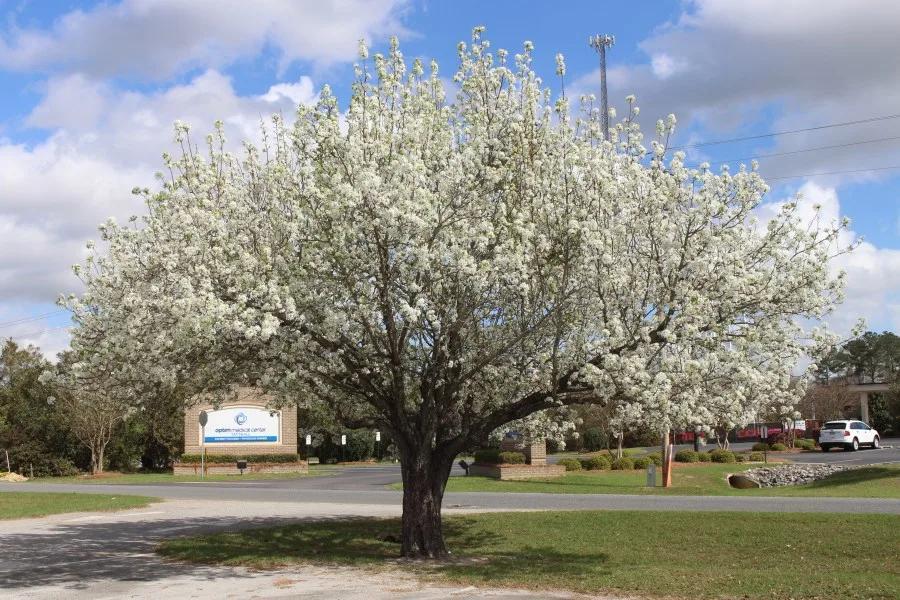 City of Elkins taking steps to remove invasive trees - NewsBreak