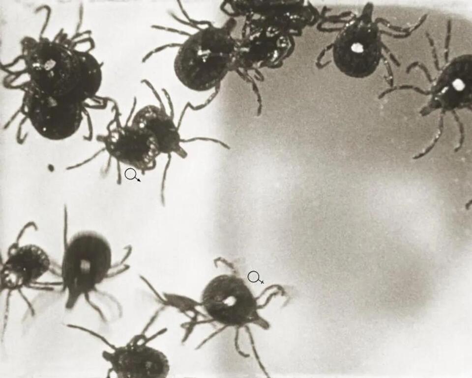 A Little-Known Tick-Borne Virus Discovered Just 12 Years Ago Has Been Detected In New York For The First Time