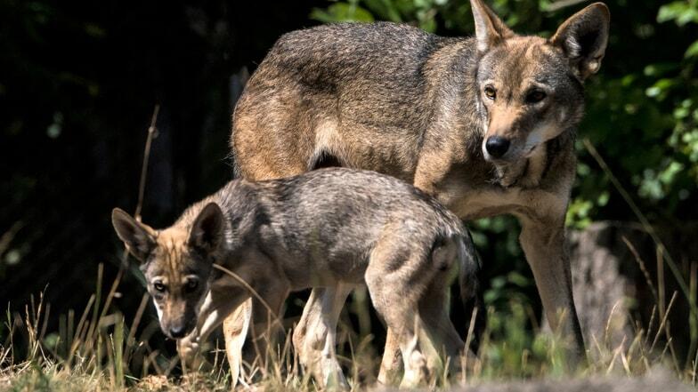Two litters of critically endangered red wolf pups born at North ...