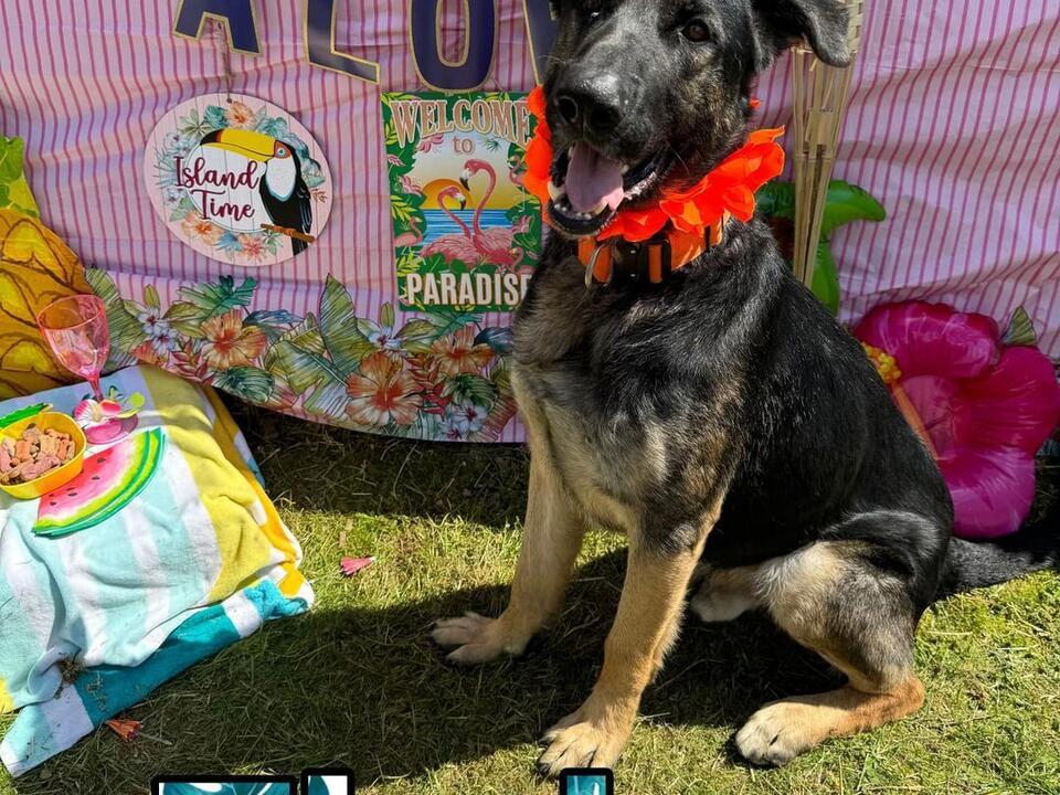 Cecil County Animal Services has a more than full house, seeks those