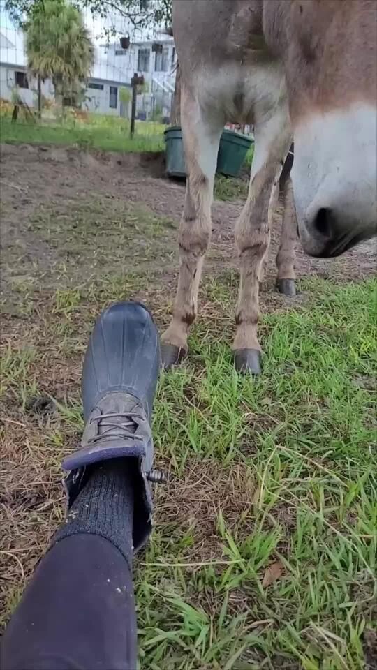 Donkeys Playful Shoe Antics Causes Him to Nibble Owners Foot - NewsBreak