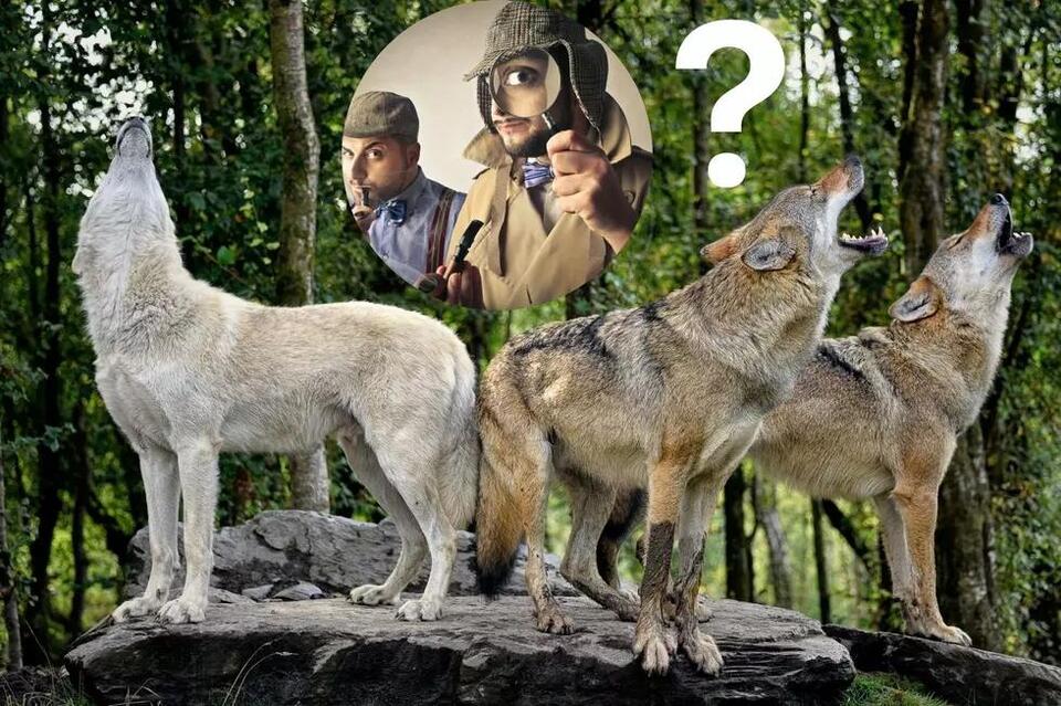 Amateur Detective Work + Location of Colorado’s New Wolves - NewsBreak