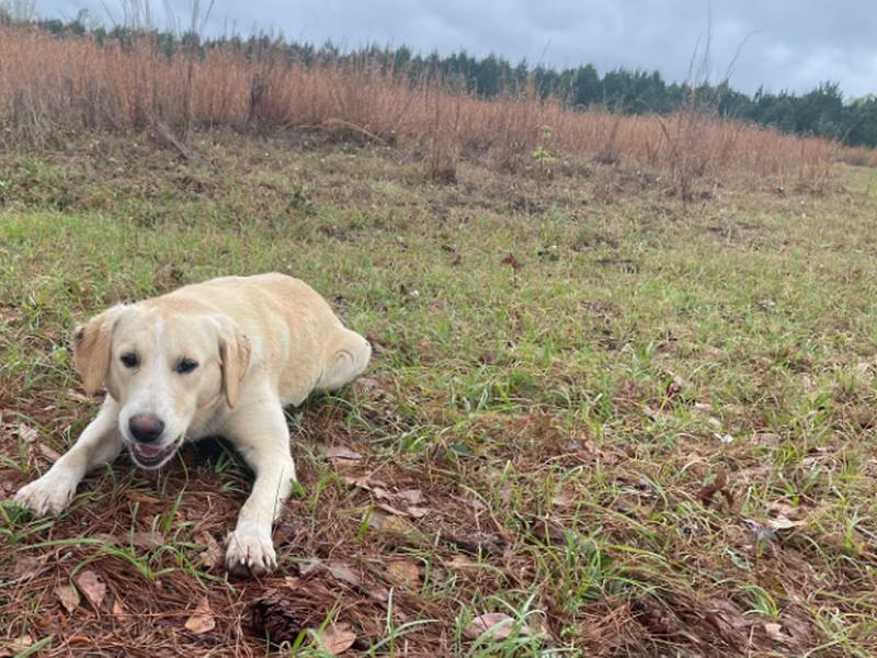 ‘I see the dead deer and then his head pops up in the middle’ South